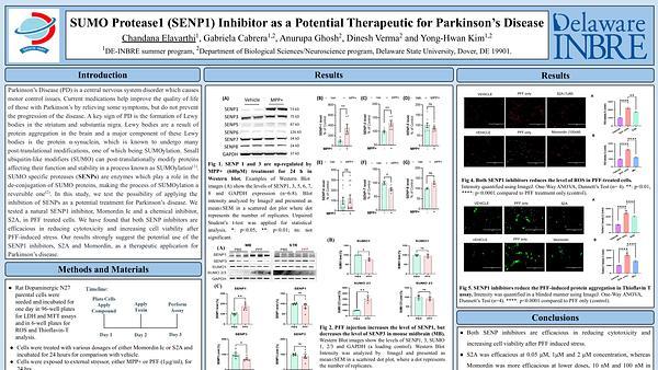 SUMO Protease1 (SENP1) Inhibitor as a Potential Therapeutic for Parkinson’s Disease