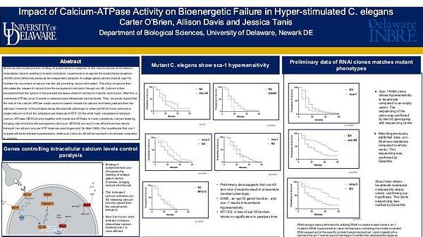 Impact of Calcium-ATPase Activity on Bioenergetic Failure in Hyper-stimulated C. elegans