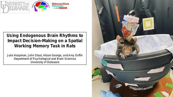 Using Endogenous Brain Rythms to Impact Decision-Making on a Spatial Working Memory Task in Rats