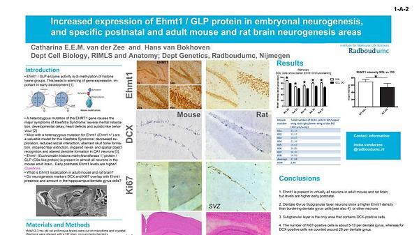 Increased expression of Ehmt1 / GLP protein in embryonal neurogenesis, and specific postnatal and adult mouse and rat brain neurogenesis areas