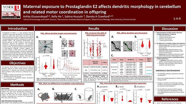 Prenatal PGE2 exposure causes abnormal cerebellar dendritic morphology and cerebellar related motor coordination in mice