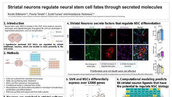 Striatal neurons regulate neural stem cell fates through secreted molecules