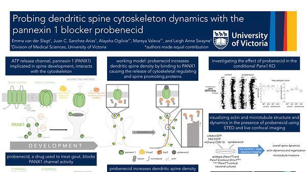 Probing dendritic spine cytoskeleton dynamics with the pannexin 1 blocker probenecid