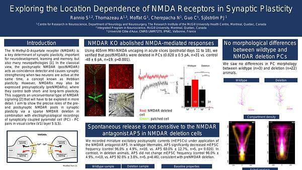 Exploring the location dependence of NMDA receptors in synaptic plasticity