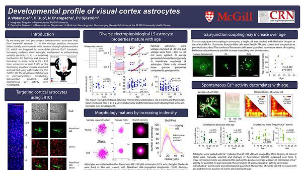 Developmental profile of visual cortex astrocytes