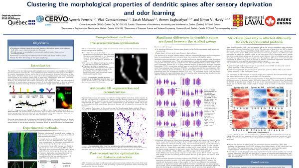Clustering dendritic spines morphological properties after odour stimulation and learning