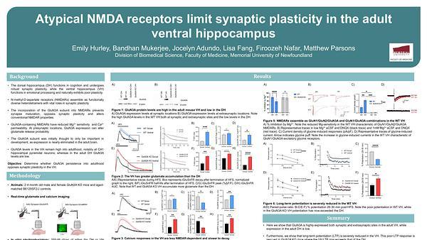 Atypical NMDA receptors limit synaptic plasticity in the adult ventral hippocampus