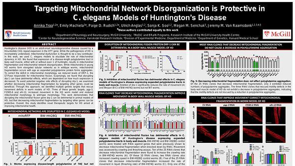 Decreasing mitochondrial fragmentation is protective in <i>C. elegans</i> models of Huntington's disease