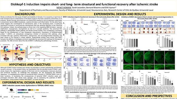 Dickkopf-1 induction impairs short- and long-term structural and functional recovery after ischemic stroke