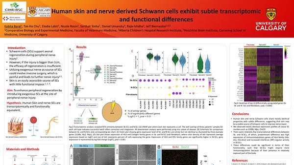 Human skin and nerve derived Schwann cells exhibit subtle transcriptomic and functional differences