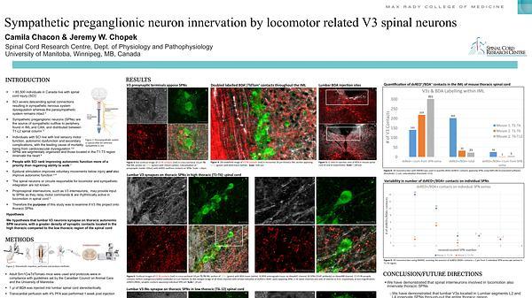 Sympathetic preganglionic neuron innervation by locomotor related V3 spinal neurons