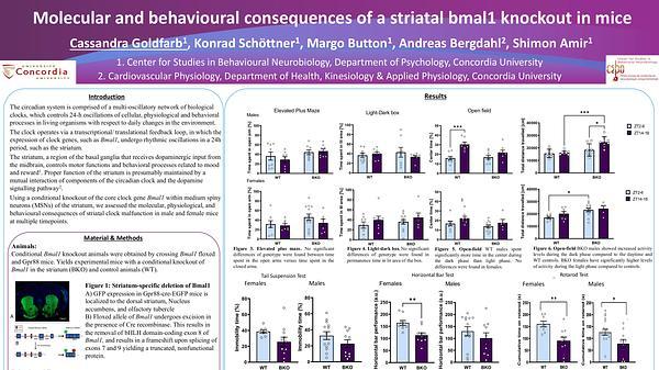 Molecular and behavioural consequences of a striatal bmal1 knockout in mice