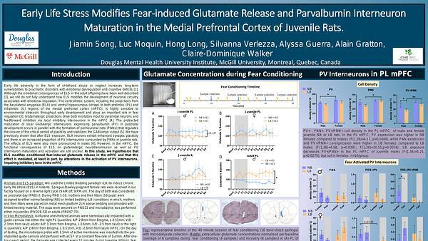 Early life stress modifies fear-induced glutamate release and parvalbumin interneuron maturation in the medial prefrontal cortex of juvenile rats.