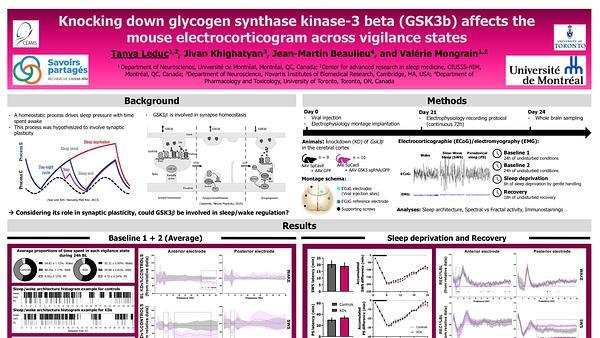 Knocking down glycogen synthase kinase-3 beta (GSK3b) in cortical neurons affects the mouse electrocorticogram across vigilance states