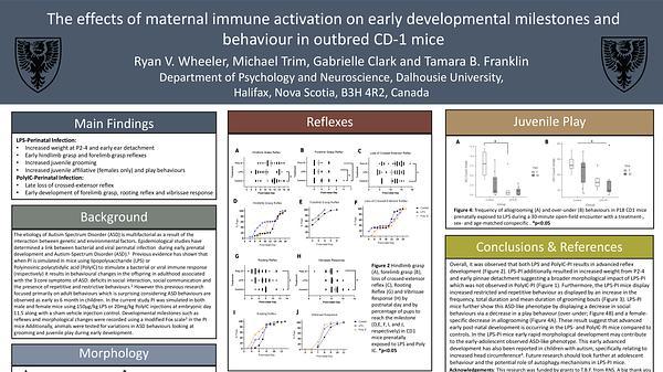 The effects of maternal immune activation on early developmental milestones and behaviour in outbred CD-1 mice.