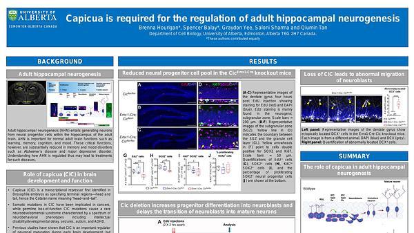 Capicua is required for the regulation of adult hippocampal neurogenesis