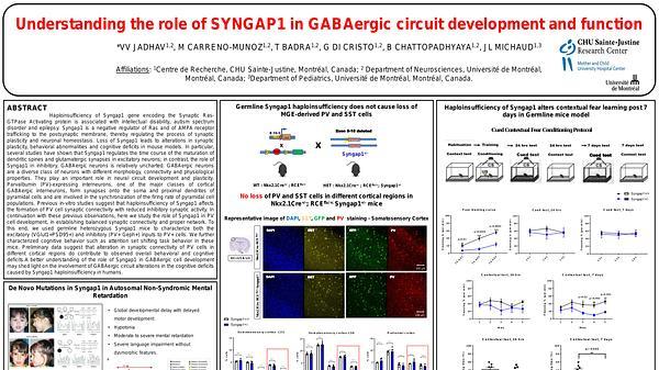 Understanding the role of SYNGAP1 in GABAergic circuit development and function