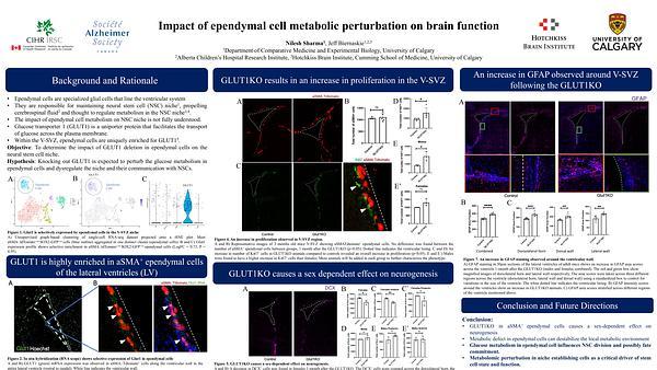 Impact of ependymal cell metabolic perturbation on brain function