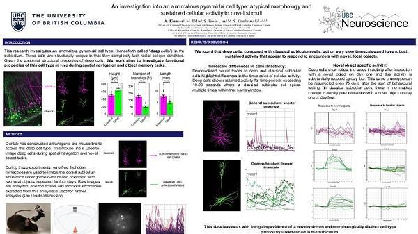 An investigation into an anomalous pyramidal cell type: atypical morphology and sustained cellular activity to novel stimuli