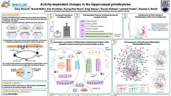 Activity-dependent changes in the hippocampal palmitoylome