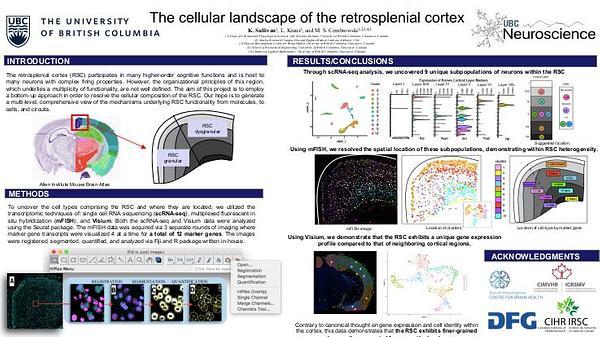 The cellular landscape of the retrosplenial cortex