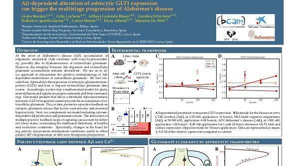 Aβ-dependent alteration of astrocytic GLT1 expression can trigger the multistage progression of Alzheimer's disease
