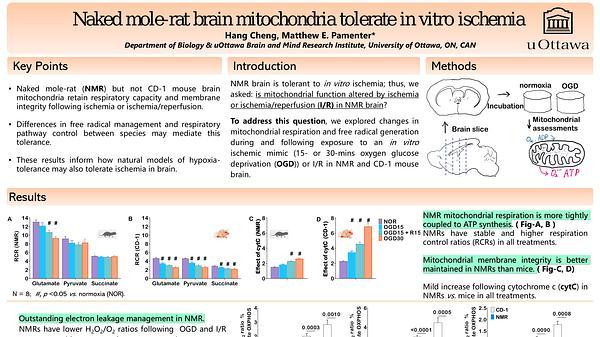 Naked mole-rat brain mitochondria tolerate in vitro ischemia