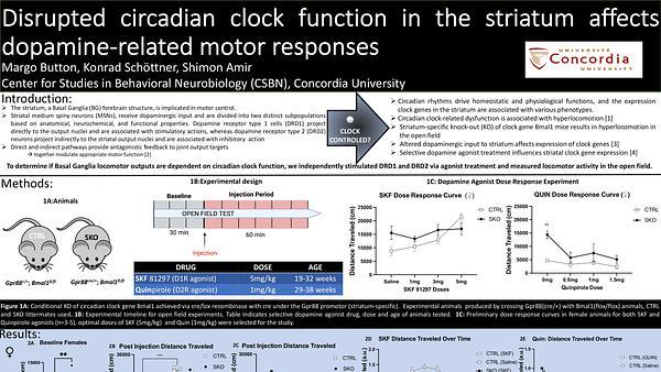 Disrupted circadian clock function in the striatum affects dopamine-related motor responses