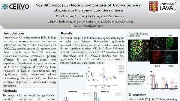 Sex differences in chloride homeostasis of c-fiber primary afferents in the spinal cord dorsal horn