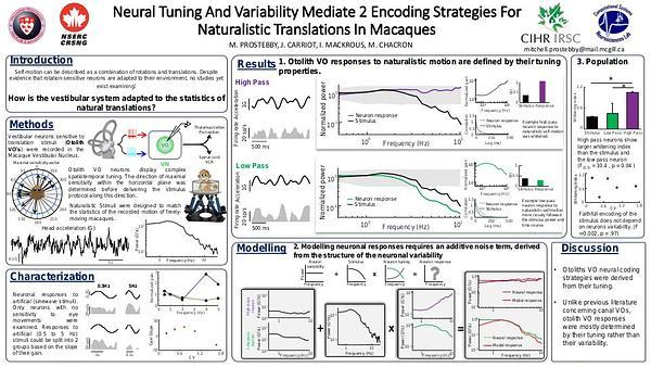 Neuronal sensitivity and variability mediate 3 parallel strategies for encoding natural translations in the primate vestibular system
