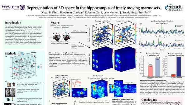 Representation of 3D space in the hippocampus of freely moving marmosets