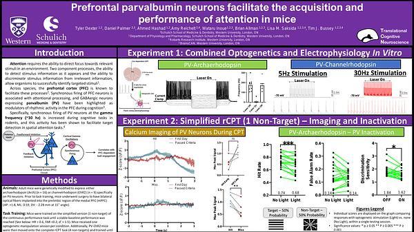 Prefrontal parvalbumin neurons facilitate the acquisition and performance of attention in mice