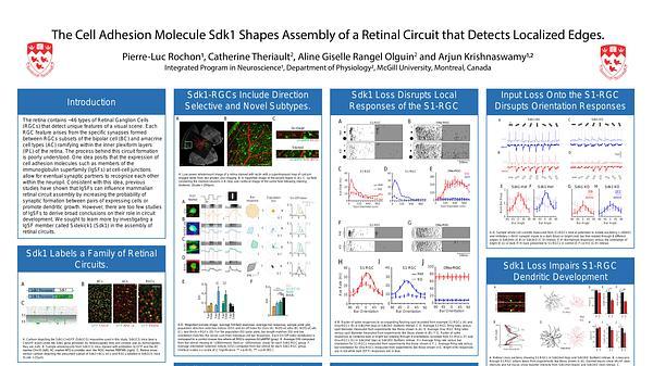 The cell adhesion molecule Sdk1 shapes assembly of a retinal circuit that detects localized edges