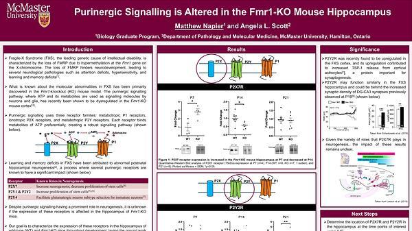 Purinergic signalling is altered in the Fmr1-KO mouse hippocampus