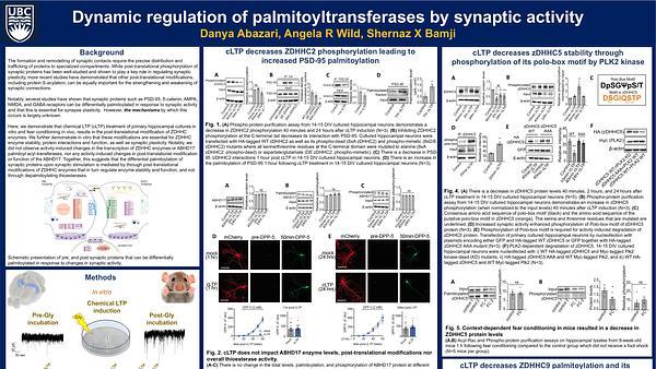 Dynamic regulation of palmitoyltransferases by synaptic activity