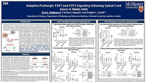 Adaptive purinergic P2X7 and P2Y2 signaling following spinal cord injury in Danio rerio