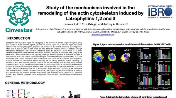 Study of the mechanisms involved in the remodeling of the actin cytoskeleton induced by Latrophyllins 1,2 and 3