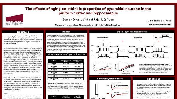 The effects of aging on intrinsic properties of pyramidal neurons in the piriform cortex and hippocampus