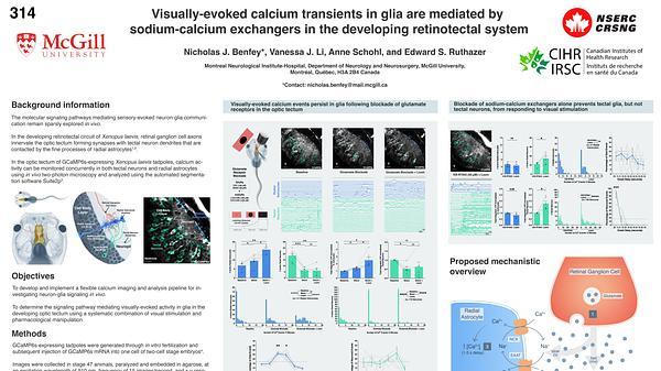 Visually-evoked calcium transients in glia are mediated by sodium-calcium exchangers in the developing retinotectal system