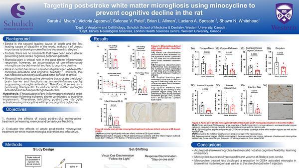 Targeting post-stroke white matter microgliosis using minocycline to prevent cognitive decline in the rat