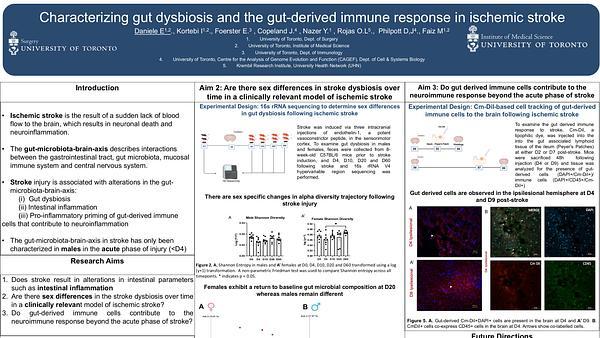 Characterizing gut dysbiosis and the gut derived immune response to ischemic stroke