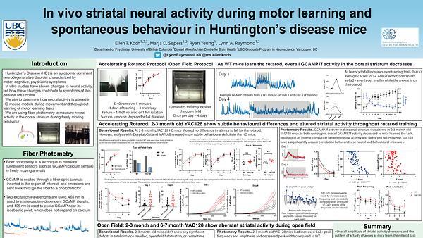 In vivo striatal neural activity during motor skill learning and spontaneous behaviour in Huntington's Disease mice