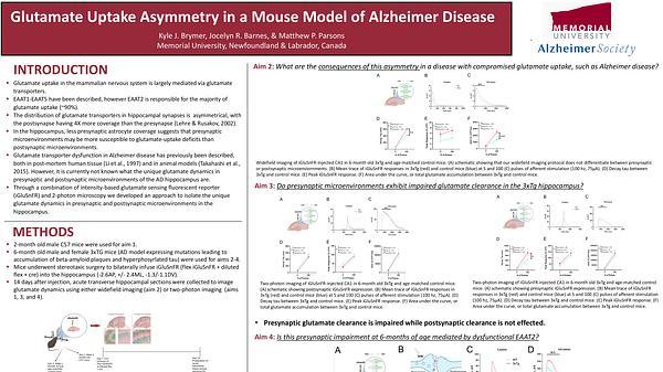 Glutamate uptake asymmetry in a mouse model of alzheimer disease