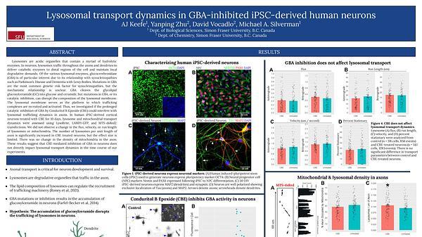 Lysosomal transport dynamics in GBA-inhibited iPSC-derived human neurons
