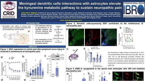 Meningeal dendritic cells interactions with astrocytes elevate the kynurenine metabolic pathway to sustain neuropathic pain