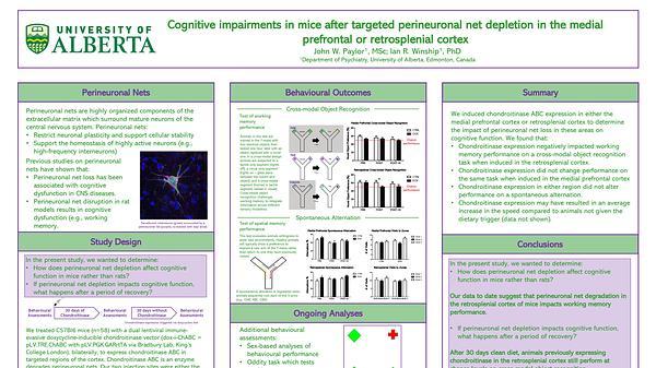 Cognitive impairments in mice after targeted perineuronal net depletion in the medial prefrontal or retrosplenial cortex.