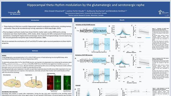 3Hippocampal theta rhythm modulation by the glutamatergic and serotonergic raphe
