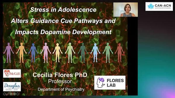 Stress in adolescence alters guidance cue pathways and impacts dopamine development