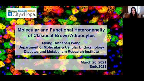 Molecular and Functional Heterogeneity of Classical Brown Adipocytes