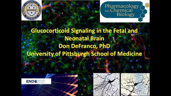 Glucocorticoid Signaling in the Fetal and Neonatal Brain